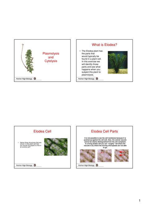 Plasmolysis and Cytolysis