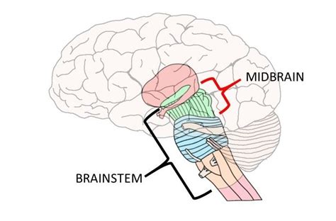 Know Your Brain: Midbrain