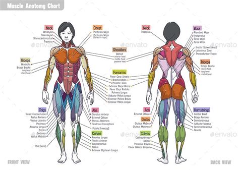 Women Muscle Anatomy Сhart Preview - GraphicRiver | Muscle anatomy ...