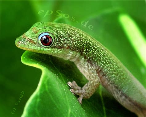 Geckos and lizards are our best friends | epsos.de
