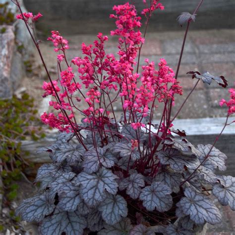 Heuchera 'Timeless Treasure' | White Flower Farm