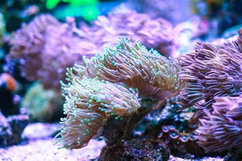 Torch Coral Care, Information, & Pictures - Build Your Aquarium