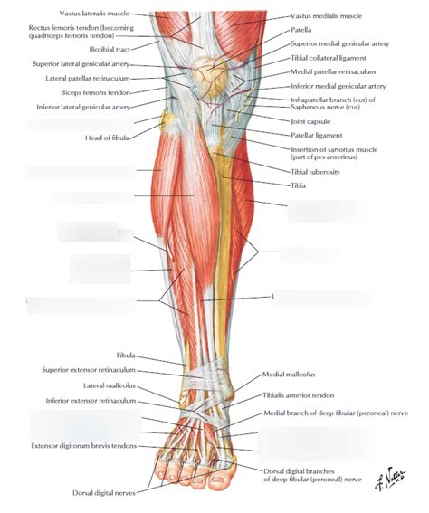 Anterior And Posterior Leg Muscles