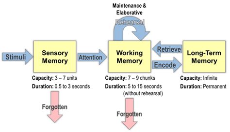How Our Memory Works | What Is Information Processing Theory?