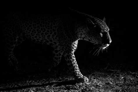 Leopard Night Hunt Photograph by Hannes Bertsch