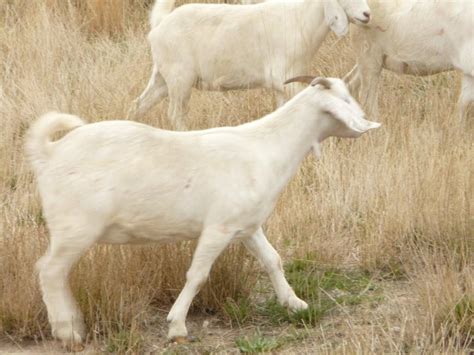 Australian Boer Goat – Cluny Livestock Exports Pty Ltd