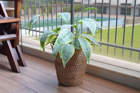 Rattan Planter/ Bin - KOPOU