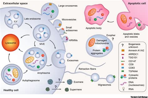 Extracellular vesicles and nanoparticles: emerging complexities: Trends in Cell Biology