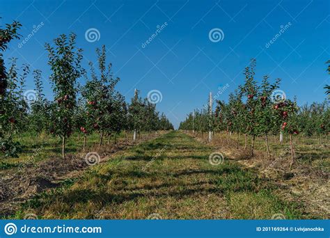 Apple Tree Orchard Juice Production Industry, Autumn Harvest Plants ...