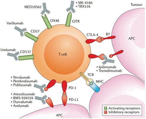 Immunotherapy for Kidney Cancer - Dr Waseem Abbas