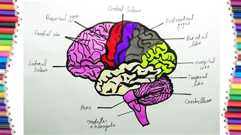 Simple Brain Diagram For Kids