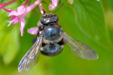 Where to Find the Blue Orchard Mason Bee | Taste of Home