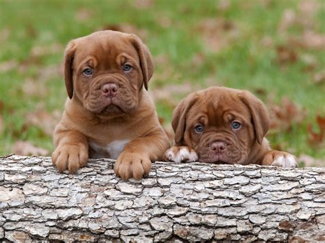 Dogue de Bordeaux puppies on a log photo and wallpaper. Beautiful Dogue de Bordeaux puppies on a ...