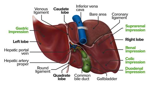 Liver Porta Hepatis Anatomy