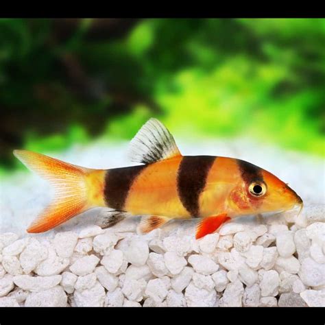 Clown Loach - Planted Tank Mates