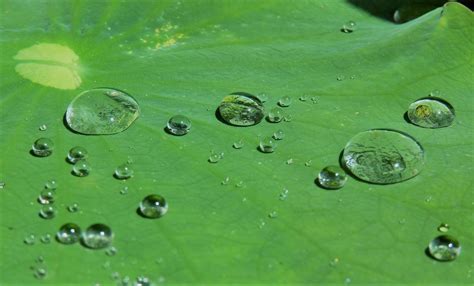 Superhydrophobic and Oleophobic: NeverWet and the Lotus - NeverWet