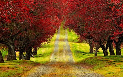 Red Trees Autumn Road HD Wallpapers - High Definition Wallpapers | Hd ...