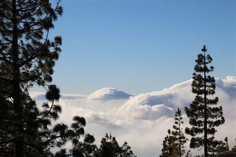 Tenerife,forest,anaga landschaftspark,anaga mountains,anaga - free ...