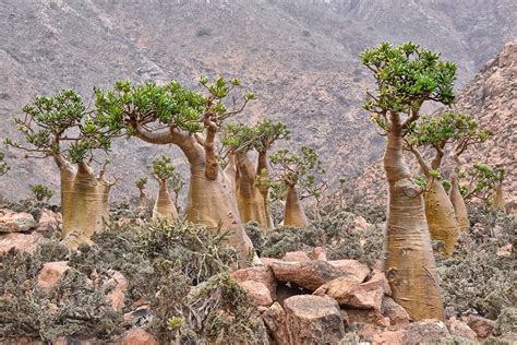 15 anecdotes insolites sur les plantes qui révèlent toute l’ingéniosité ...