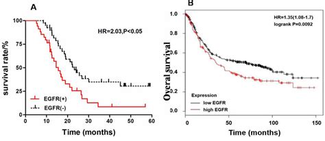 EGFR Expression-Prognosis Survival Curve. (A)Survival curve was plotted ...