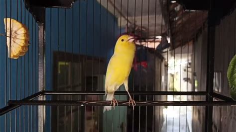 best canary singing - Powerful canary training song #4 - YouTube