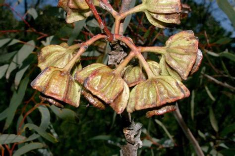 PlantFiles Pictures: Kingsmill's Mallee (Eucalyptus kingsmillii), 1 by Kell