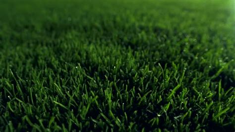 Football Stadium Grass