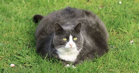 What Everyone Should Know About Fat Cats - Recipes - Dr. Basko ...