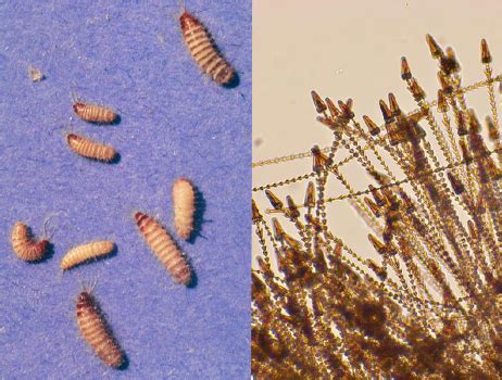 Carpet Beetles - School IPM - USU Extension | USU