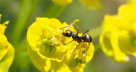 black bullet ant perched on yellow petaled flower free image | Peakpx