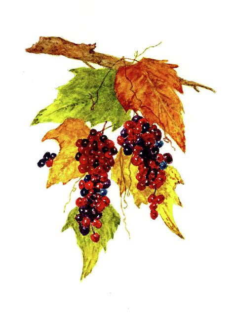 Red Wine Grapes Painting by Michael Vigliotti - Fine Art America