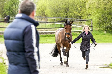 The Value of Preventive Performance Exams for Your Sporthorse