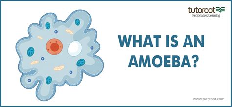 What is an Amoeba? - Structure, Classification, Definition | Tutoroot