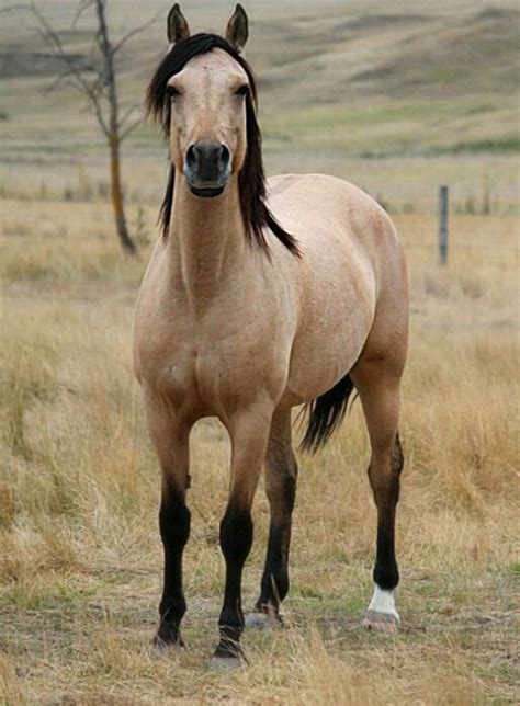 Beautiful buckskin mustang. . . . for all horse lovers out there follow my pins | Horses, Pretty ...