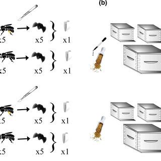 Study design. (a) Field Study—Five honey bee colonies were located near... | Download Scientific ...