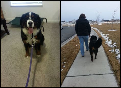 Bernese Mountain Dog Training - Utah Dog Trainer - Wasatch Canine Camp