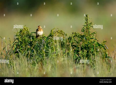 A Lark bird in the wild Stock Photo - Alamy