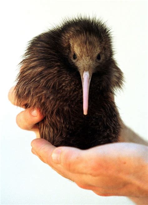 Brown Kiwi | Kiwi birds | Kiwi bird, Flightless bird, Kiwi