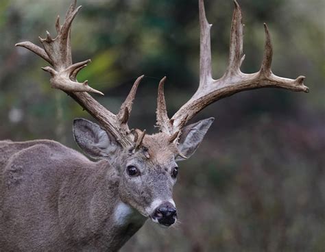 Man Who Poached Hollywood Cemetery Buck Banned from Hunting for 24 Years