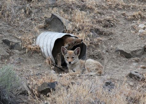 Pencil Circles: Coyote Pups