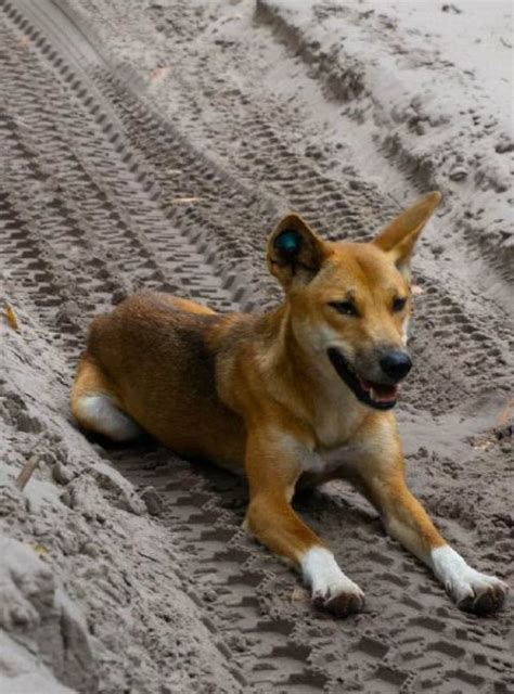 Save Fraser Island Dingoes