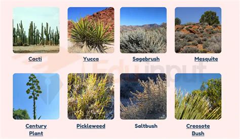 15 Examples of Xerophytes