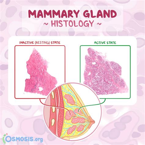 Mammary Gland Histology