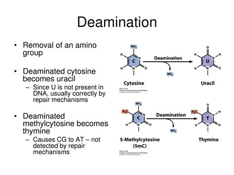 PPT - Chapter 18 – Gene Mutations and DNA Repair PowerPoint Presentation - ID:6116917