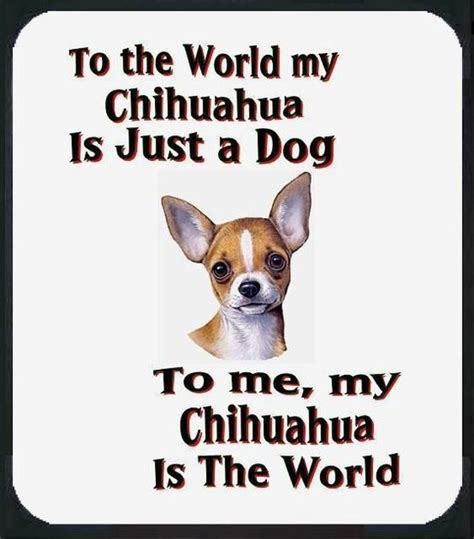 Chihuahua Quotes - ShortQuotes.cc