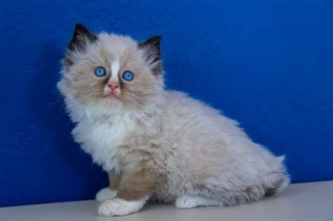 37+ Ragdoll Cat Breeders Near Me - Furry Kittens