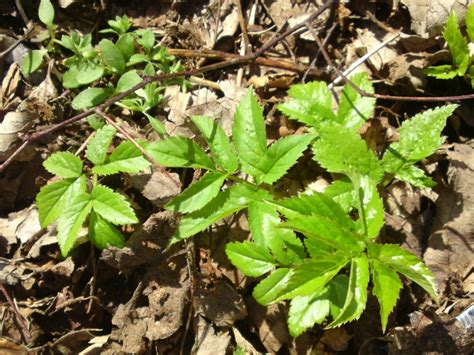 Ground elder – Identification, distribution, edibility. – Galloway Wild ...