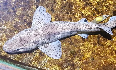 Lesser Spotted Catshark | Animals | Discover | Tynemouth Aquarium