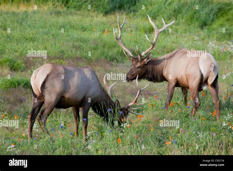 A pair of Rocky Mountain Elk bulls feed in a field, Alaska Wildlife Conservation Center ...