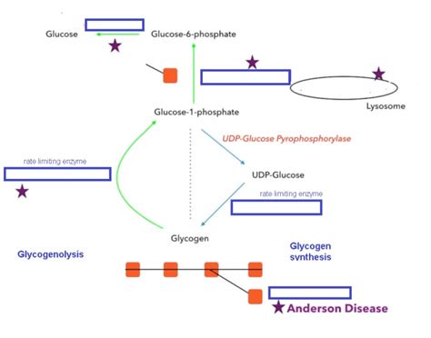 Glycogen Storage Disorders Quiz